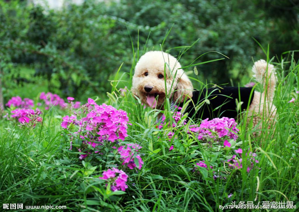 狗狗拉出的便便发霉一样,怎样从狗狗的便便颜色判断病情