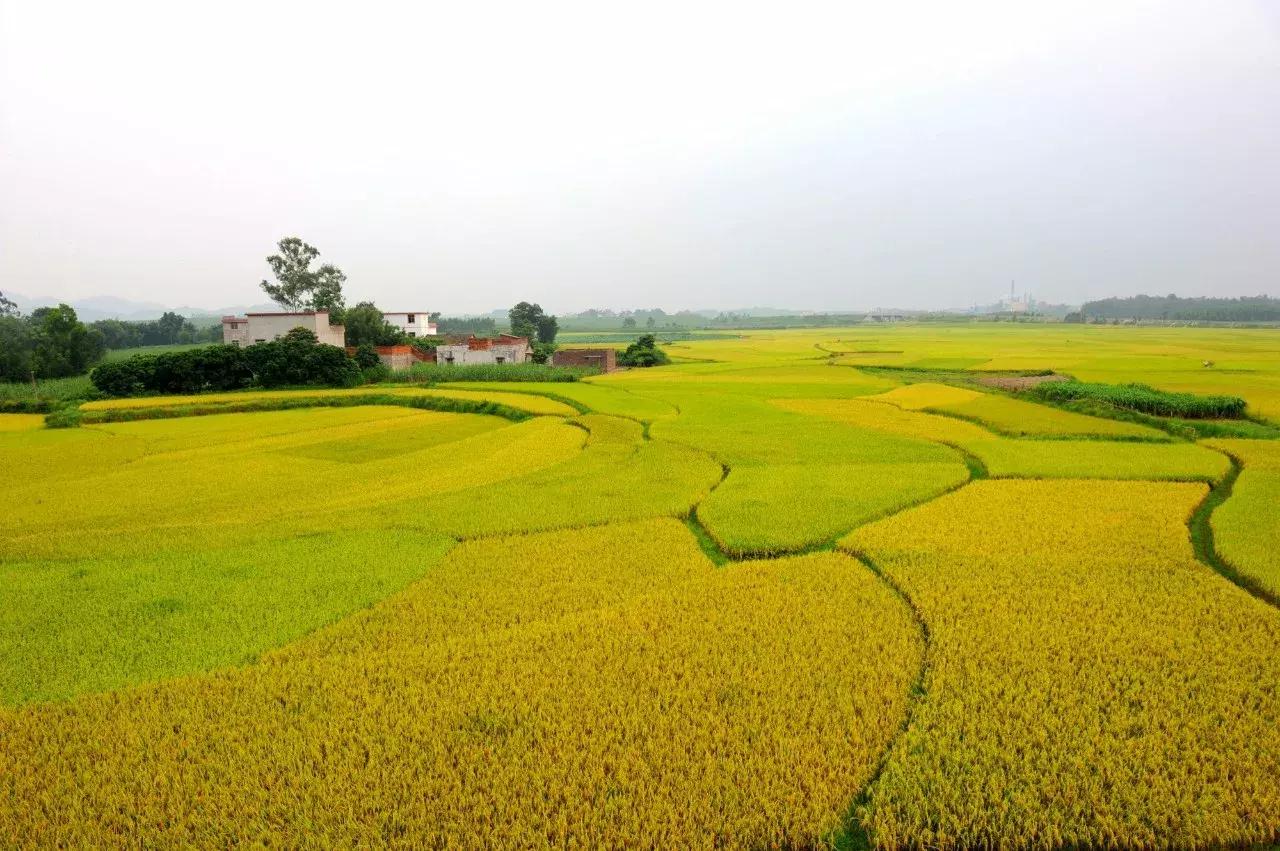 广西粮食产业,广西粮食产业发展