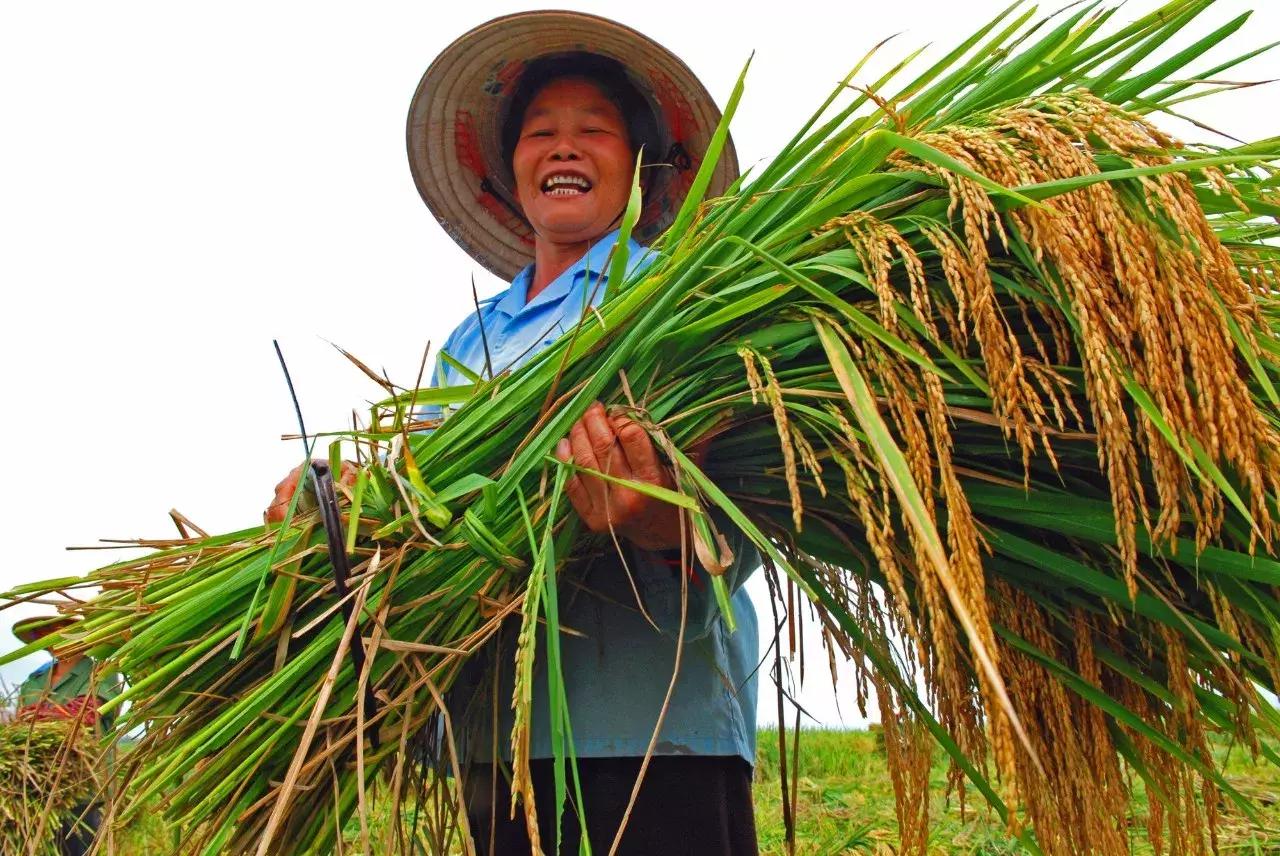 广西粮食产业,广西粮食产业发展