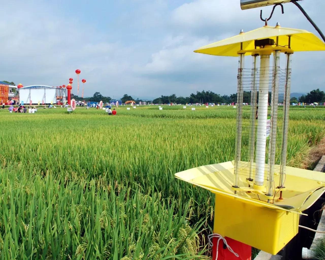 广西粮食产业,广西粮食产业发展