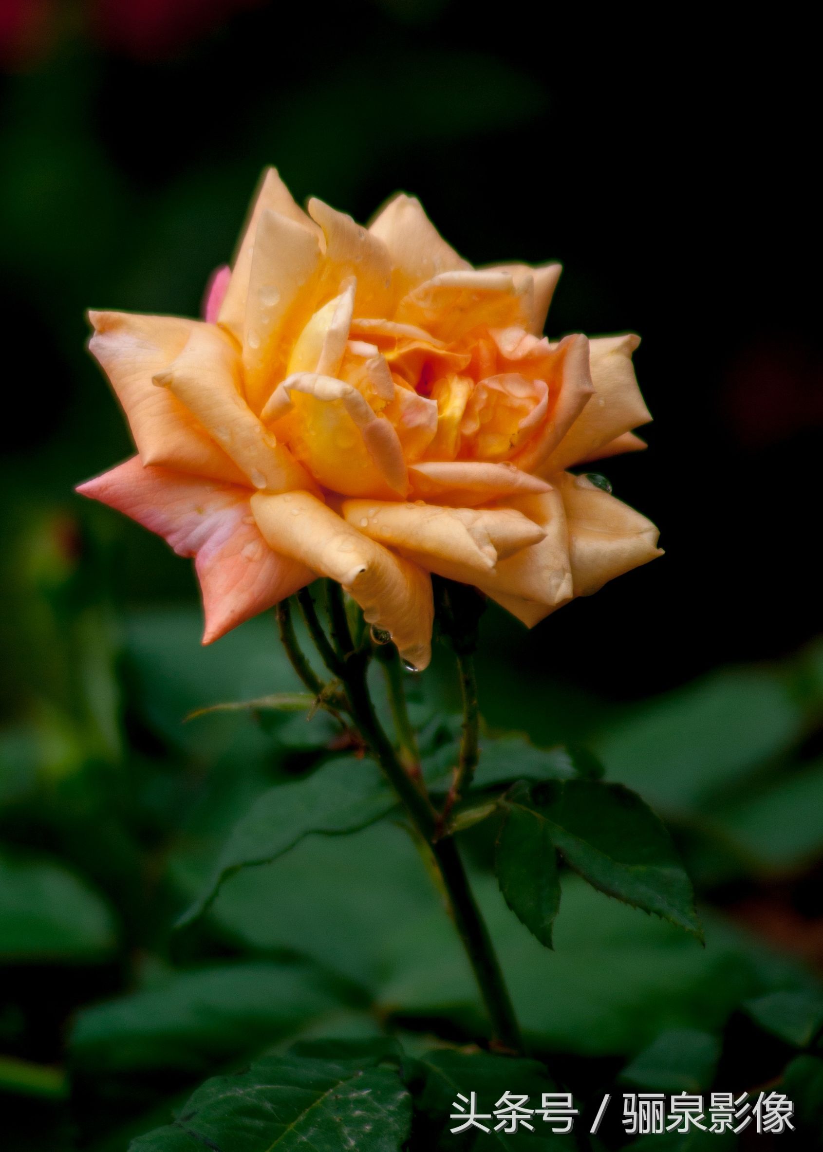 宾得50-135镜头怎么样,宾得28-200镜头怎么样