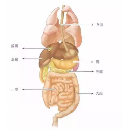 养宠小知识猫咪感冒吃什么,猫咪喂养中容易出现的身体问题