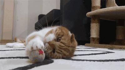 养宠小知识猫咪感冒吃什么,猫咪喂养中容易出现的身体问题