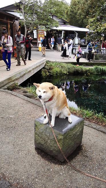 出国旅游被迫代购,旅游团去日本游玩被骗