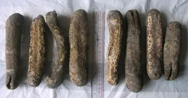 你知道世界上的鱼类有多少个,你知道的海底世界有多少种鱼