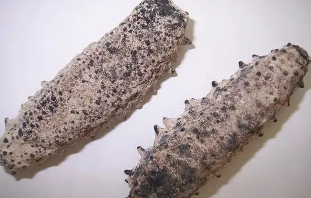 你知道世界上的鱼类有多少个,你知道的海底世界有多少种鱼