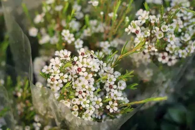 宋慧乔婚礼手捧花铃兰花价格惊人,宋慧乔婚礼手捧花是什么花