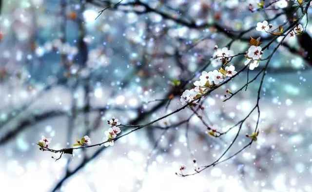 来青露,包子馒头囤起来,团圆过新年!