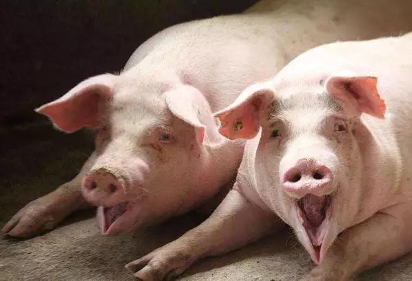 养猪怎么使用小苏打,小苏打养猪的作用和功效