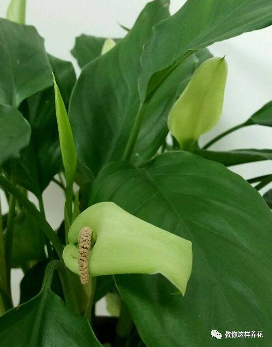 万年青如何养才茂盛,万年青怎么养才能更旺盛