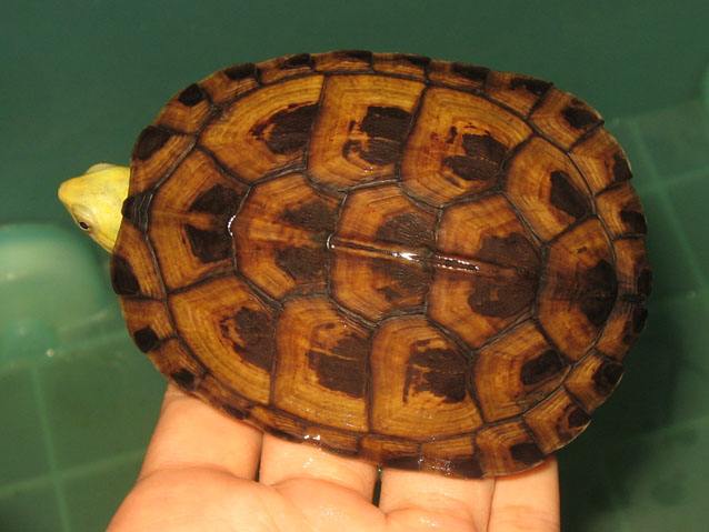 黄喉龟养殖方法和注意事项,黄喉小青龟饲养