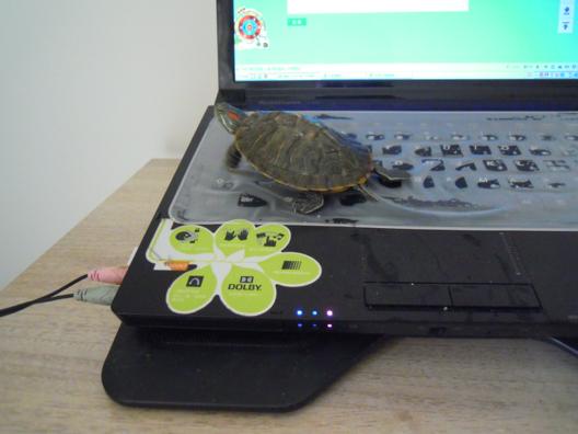 一只巴西龟的真实故事,巴西龟一生只认一个主人吗