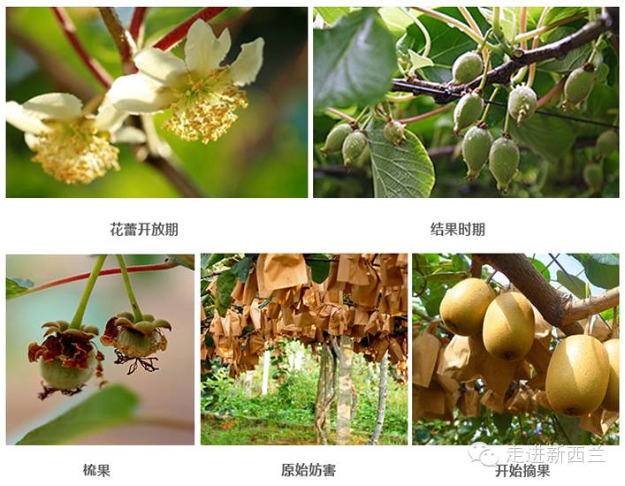 据说朋友圈都在刷新西兰奇异果!你知道它为什么是世界上最好的水果吗!