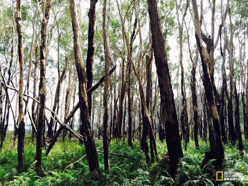 FraserIsland|快来全世界最大的沙岛上撒把野
