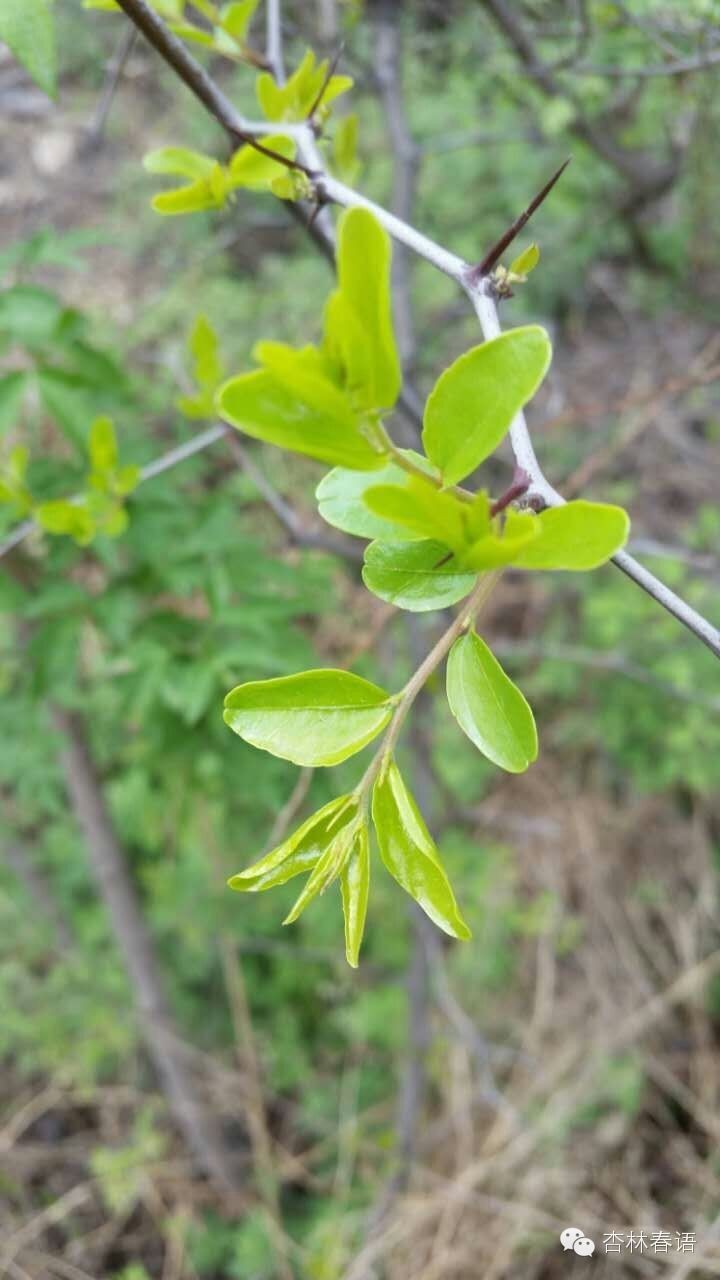 石家庄市中医院慧眼识草药第二季——周日再次进西山啦！