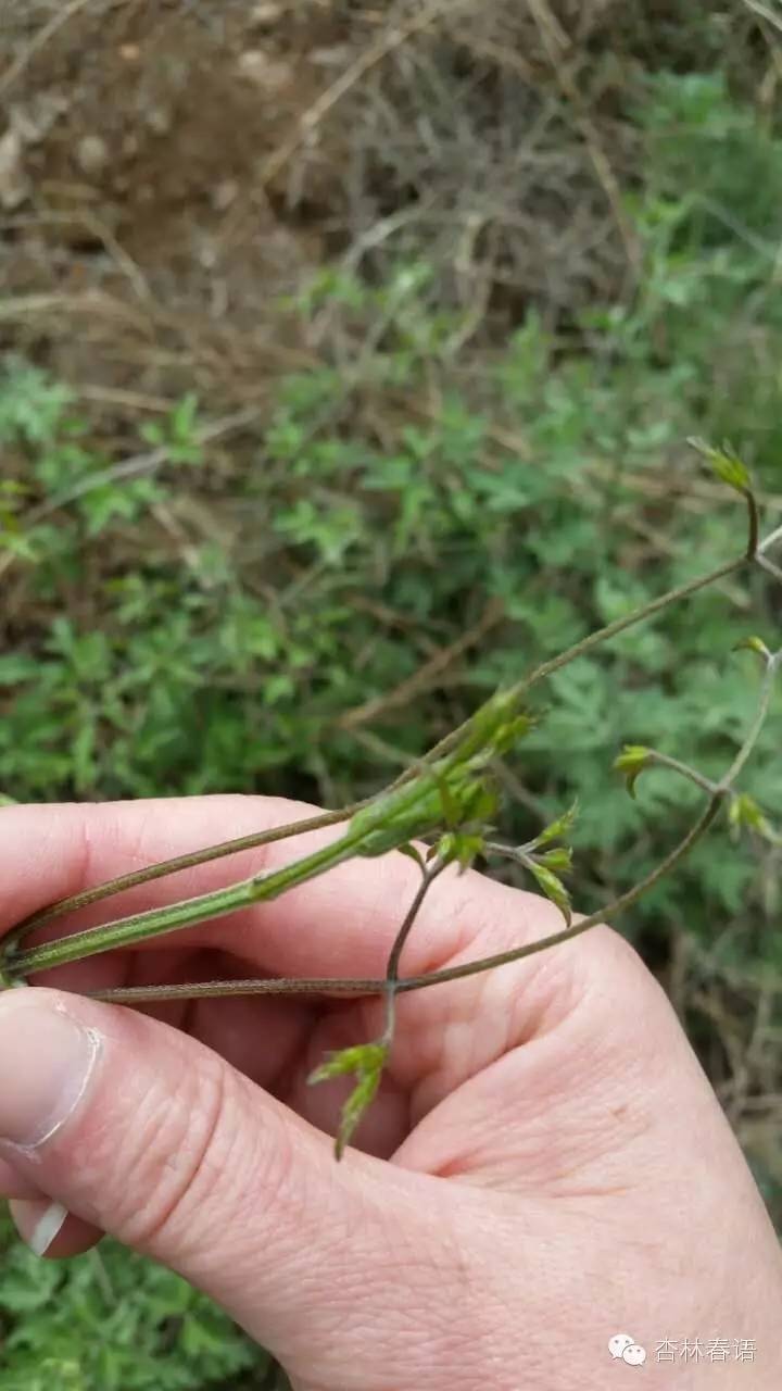 石家庄市中医院慧眼识草药第二季——周日再次进西山啦！