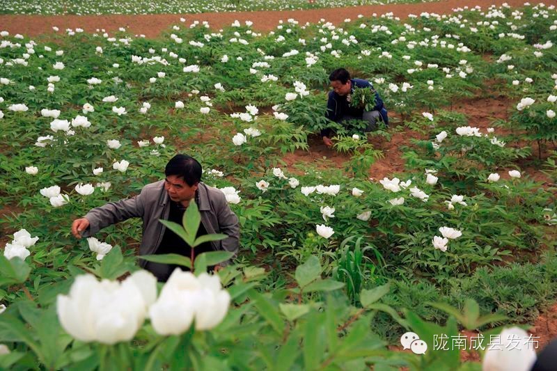 成县二郎牡丹花开,陇南成县花开