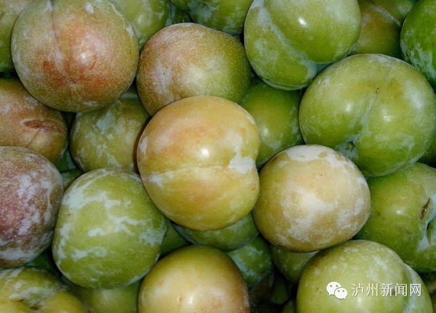 泸州哪些地方可以摘草莓,贵阳摘草莓摘桑葚摘樱桃地方