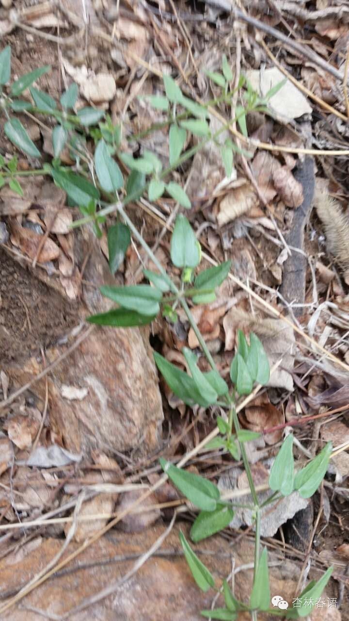 石家庄市中医院慧眼识草药第二季——周日再次进西山啦！