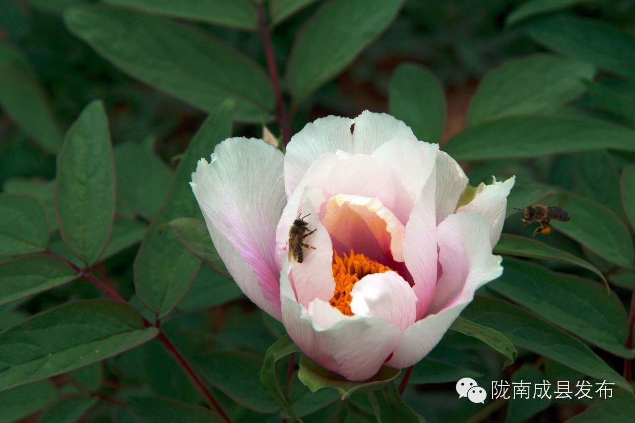 成县二郎牡丹花开,陇南成县花开