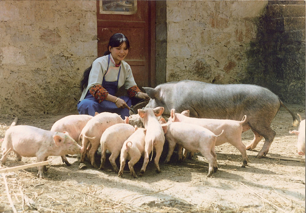 养猪场实习,大学生猪场实习