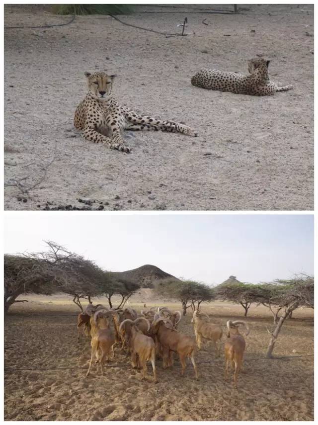 福利|直飞阿布扎比 乐享全球最*法大**拉利主题公园、星战绝美取景地