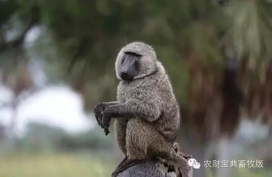 心脏病换心能好吗,心脏病可以换猪心吗