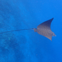 马尔代夫神仙珊瑚岛攻略,马尔代夫神仙珊瑚岛视频