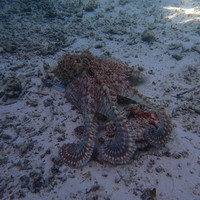 马尔代夫神仙珊瑚岛攻略,马尔代夫神仙珊瑚岛视频