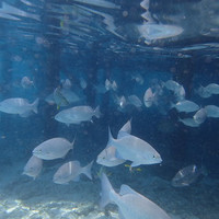 马尔代夫神仙珊瑚岛攻略,马尔代夫神仙珊瑚岛视频