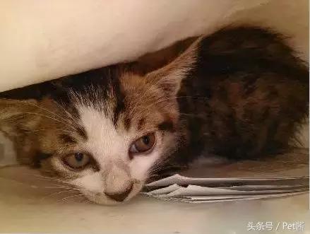 奶猫被抛弃后冻死,小奶猫被遗弃外面能活吗
