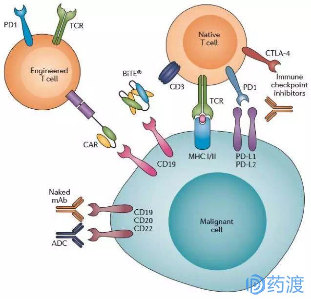 淋巴细胞白血病cll是什么意思,急性淋巴白血病l2型要怎么治