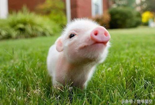 2018下半年生肖猪运势详解,2018年生肖猪各个月运程