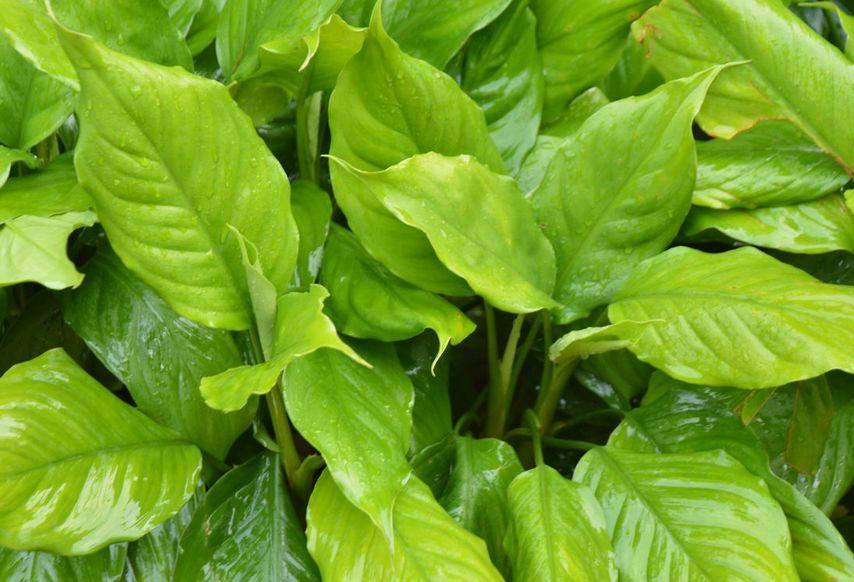 万年青如何养才茂盛,万年青怎么养才能更旺盛