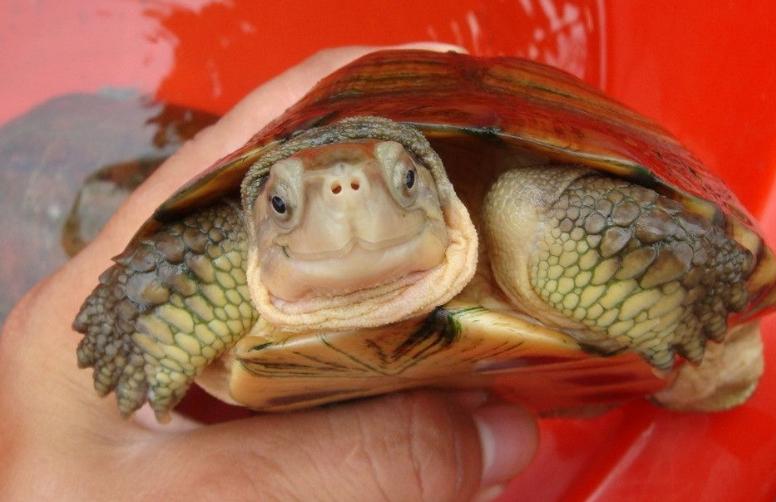 黄喉龟养殖方法和注意事项,黄喉小青龟饲养