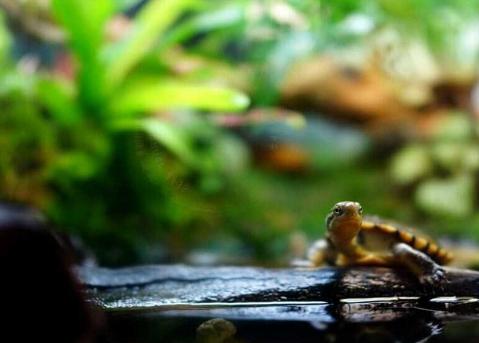 黄喉龟养殖方法和注意事项,黄喉小青龟饲养