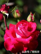 蔷薇玫瑰月季一年开几次花,怎么区分月季蔷薇和玫瑰