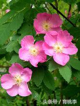 蔷薇玫瑰月季一年开几次花,怎么区分月季蔷薇和玫瑰