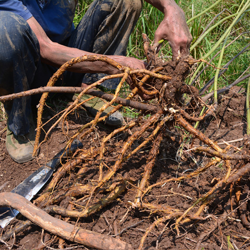 你认识苦参吗？你知道苦参有什么秘密吗？