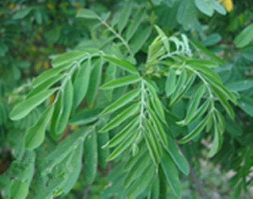 你认识苦参吗？你知道苦参有什么秘密吗？