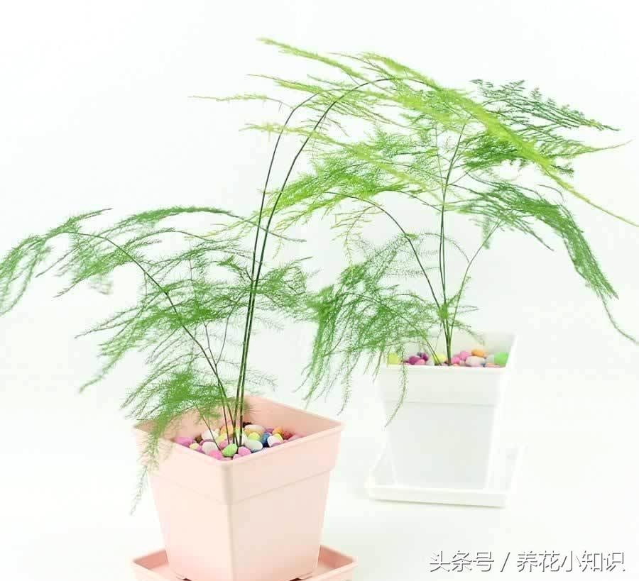 文竹怎么样越冬,文竹冬天能越冬吗