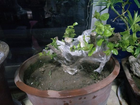 盆景雀梅怕冷吗,盆景雀梅好养吗怎么养