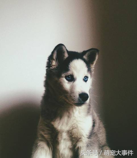 哈士奇头顶三把火传说,哈士奇头顶三把火混一起的不纯吗