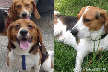 比格狗图片,长得和比格相似的狗