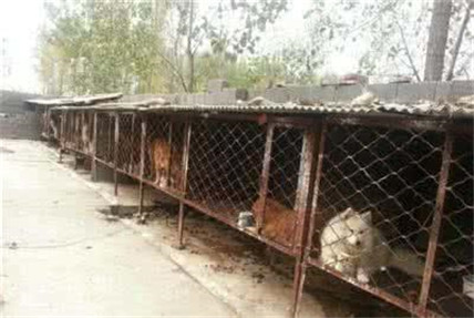 有灵性的狗狗看得人好心酸,狗场的狗狗的悲惨生活