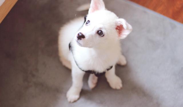 宠物囧事合集,狗狗放屁太臭了熏到主人怎么办