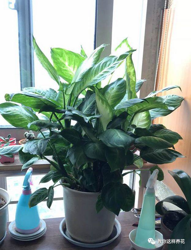 万年青如何养才茂盛,万年青怎么养才能更旺盛