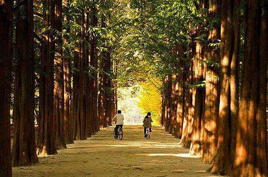 茂密的白杨树,东高地的白杨树