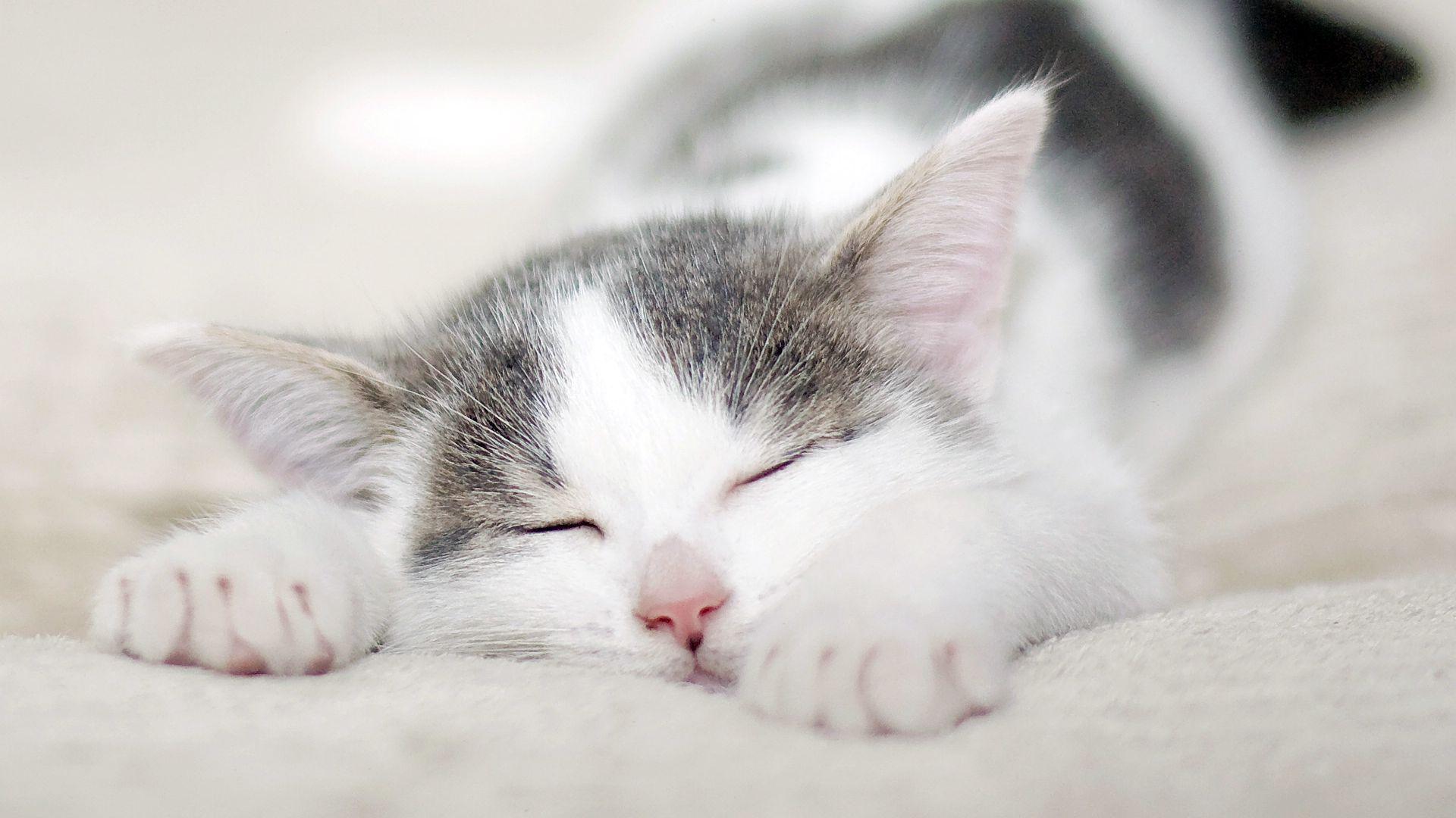 喵咪怀孕了咋一直叫,主子怀孕猫咪的反应