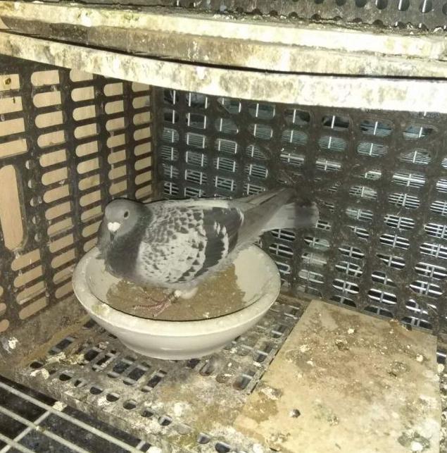 给幼鸽喂蛋小米,幼鸽生长丸1天喂几粒